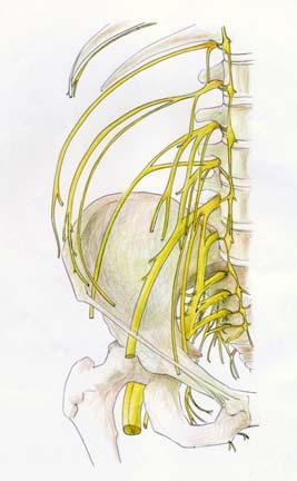 How can I localize a lesion in the peripheral nervous system without being overwhelmed by complex lumbar plexus anatomy?