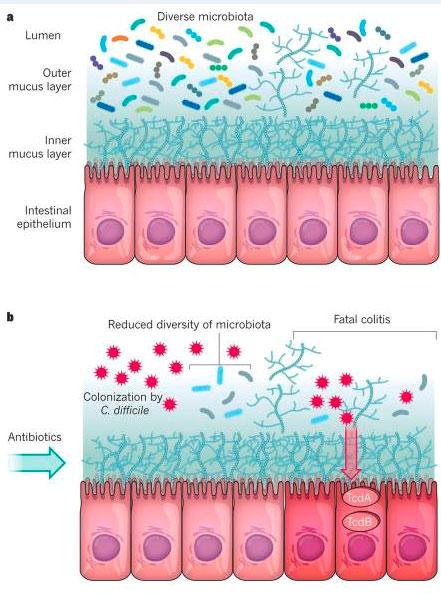 Andreas J. Bäumler, Vanessa Sperandio. Interactions between the microbiota and pathogenic bacteria in the gut. Nature. 2016 Jul 6; 535(7610): 85 93.