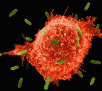 1. Tuberculin skin test In vivo cellular immune