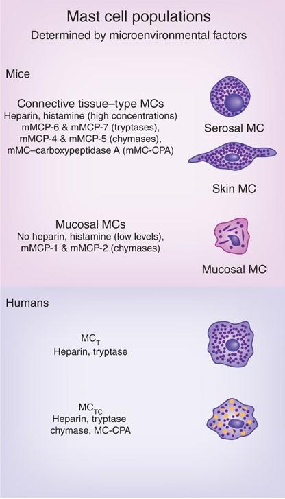 Figure 1-4: Human and murine mast cell
