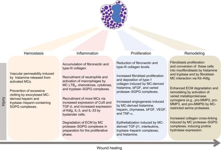 Figure 1-6: Role of mast cells in the