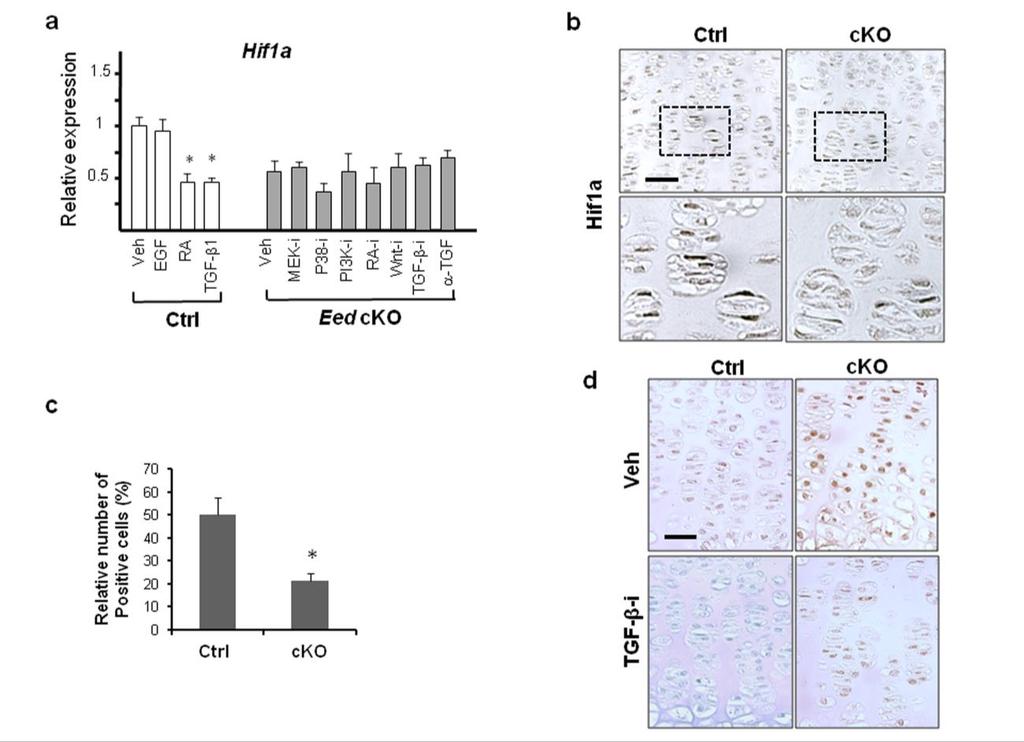 Supplementary Figure 4 (Related with Figures 3 and 5). (a) Effects of signaling manipulation on Hif1a expression.