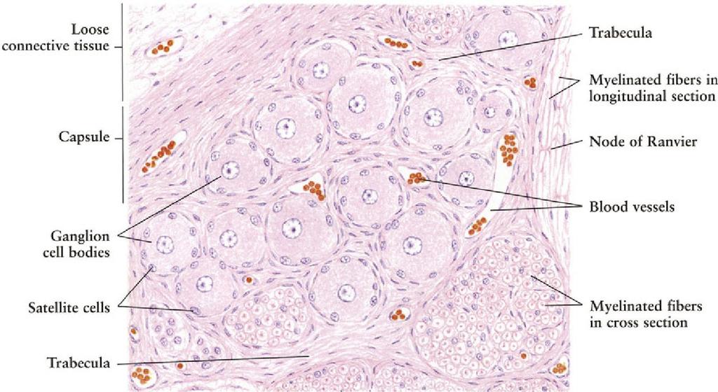 Ganglia Ovoid structures containing neuronal cell bodies Each ganglion cell body is surrounded by a layer of flat
