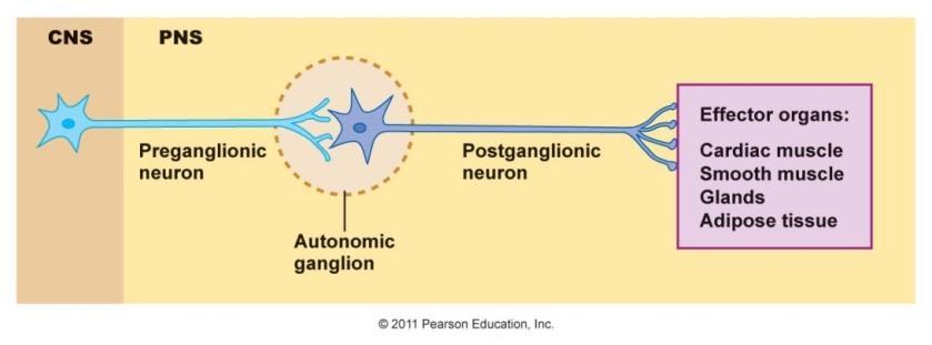 Autonomic nervous system (ANS) Consists of two-neuron network linked by a ganglion (Autonomic ganglion) Preganglionic starts