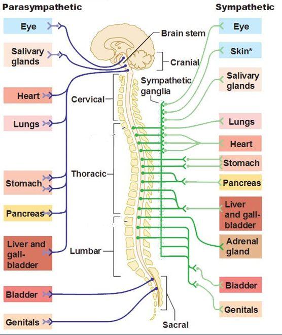 Parasympathetic system Originate from the base of the brain and from the bottom region of the spinal cord Preganglionic nerve axon is very long Postganglionic nerve axon is much short At the nerve