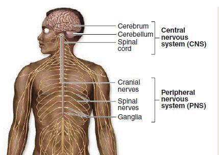Central nervous system (CNS) CNS consists of the brain