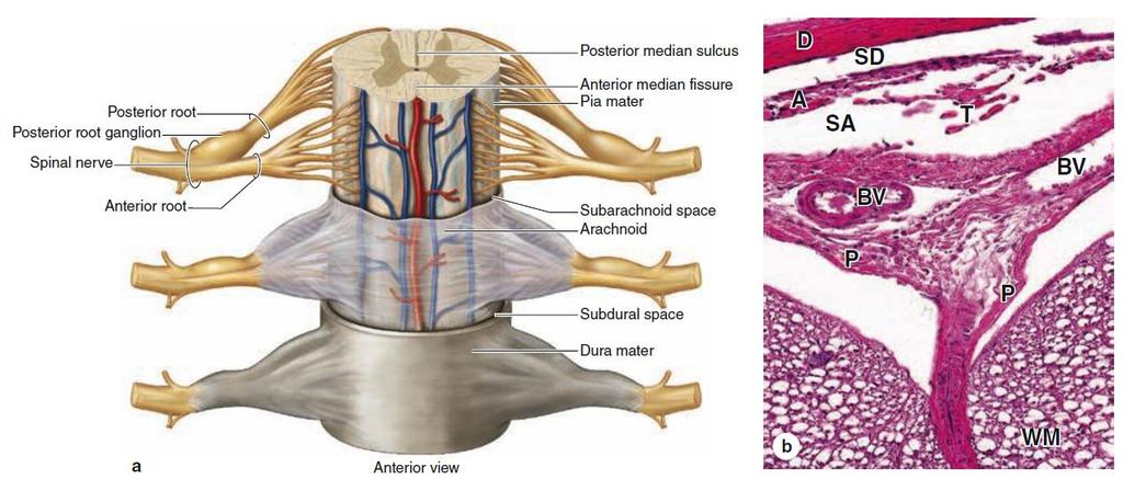 Meninges The skull and the vertebral column protect the CNS Between the bone and nervous tissue are membranes