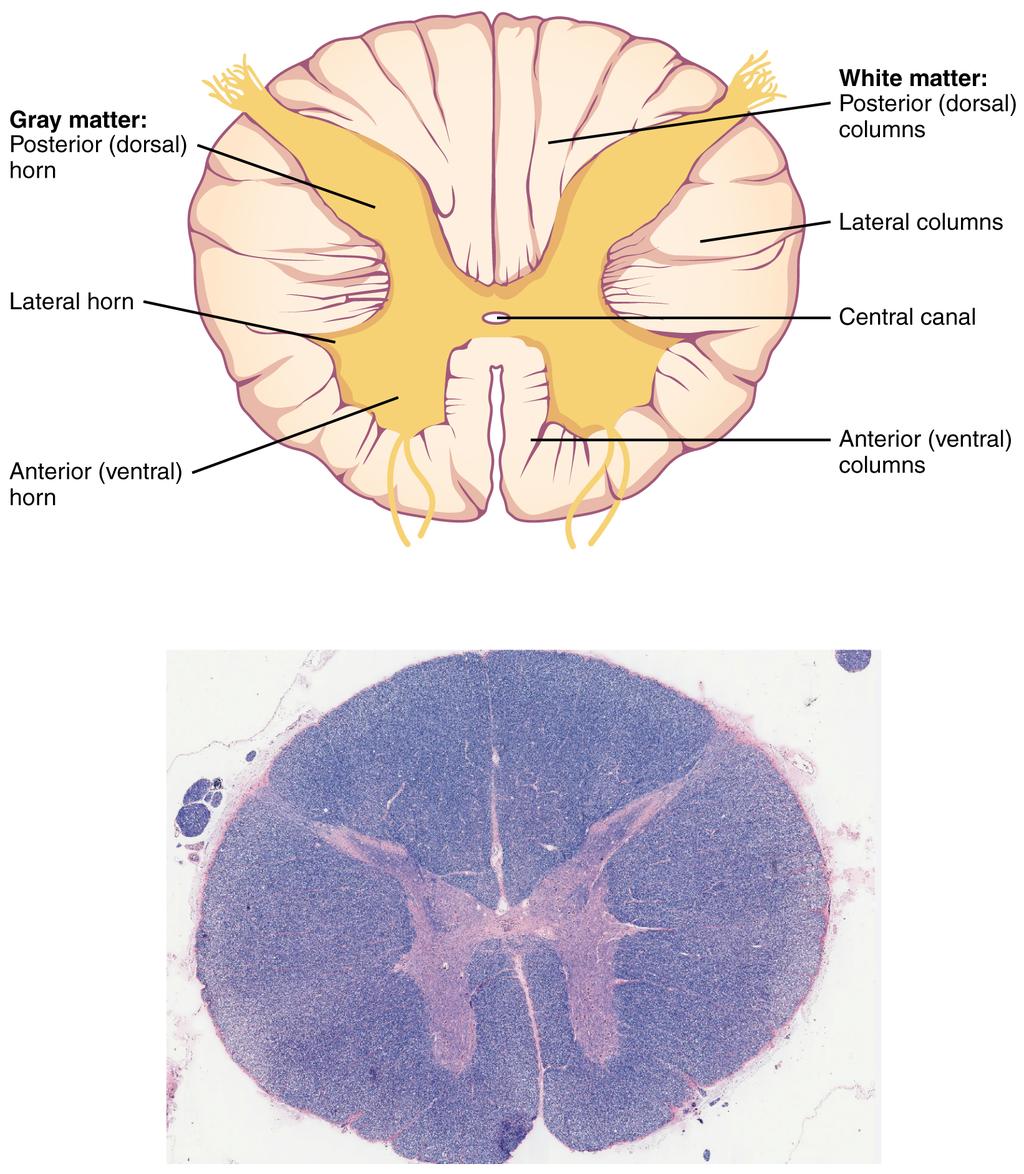 The Central Nervous System and is named the cauda equina. The sacral spinal cord is at the level of the upper lumbar vertebral bones.