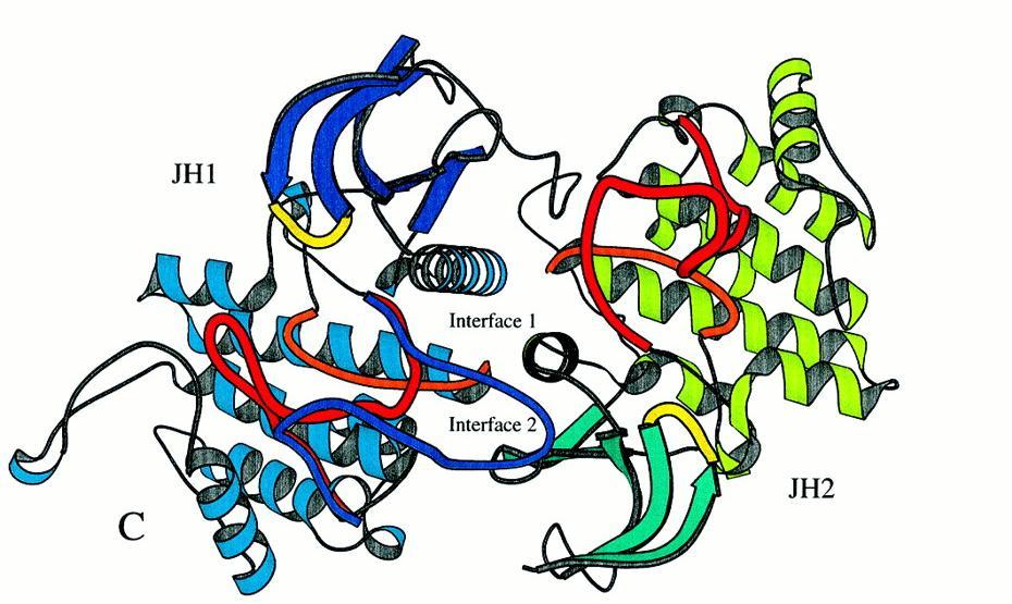 JAK2 Kinase -JH1 and JH2 Domains JH1 active