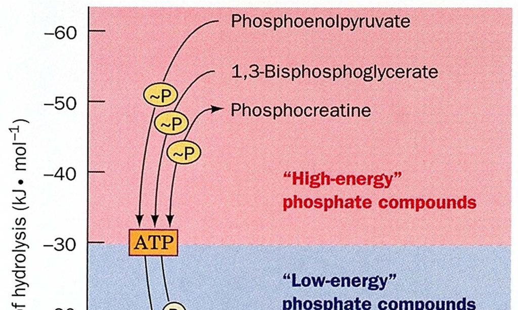 Transfer of the phosphate