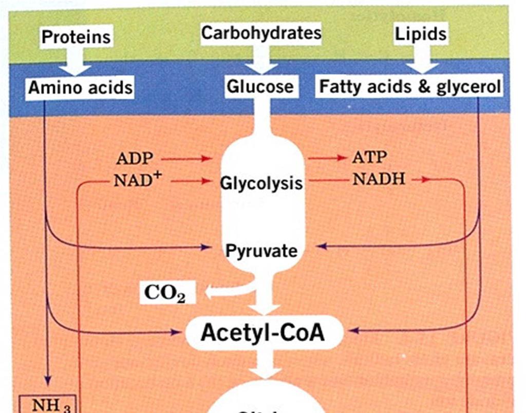 The central role of Acetyl-CoA in metabolism: Citric acid cycle Metabolic intermediate: Fatty acid metabolism Carbohydrate metabolism Amino acid