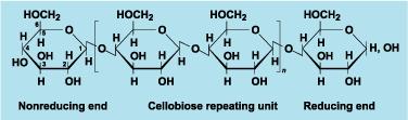 Cellulose A linear polymer of (beta 1-4)-linked beta- D-glucose units Cellulose is a straight chain polymer Most abundant of all naturally occurring