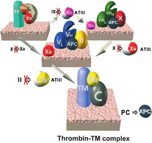 Mann et al Dynamics of Thrombin Formation 19 Figure 2. The procoagulant and anticoagulant vitamin K dependent complexes and regulators.
