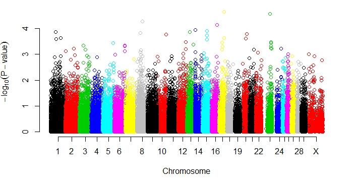 Results In total, 47 significant SNP associations (-log 10 (P-value)>4) were detected across all chromosomes except on BTA 10, 13, 18, 20, 21, 26, 27, and 28.