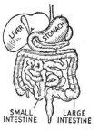 Monday, February 7 The Large Intestine By Jennifer Kenny Digestion starts in the mouth. It then continues through the esophagus, stomach, and small intestine.