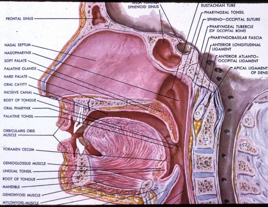Pathology of Selected Head and Neck