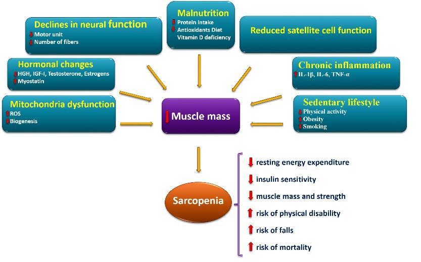 Although the exact mechanisms involved in sarcopenia is still unclear, however, several factors have been proposed to be involved in the onset and progression of sarcopenia (Figure 2).