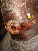 African Horse Sickness Clinical Signs Pulmonary Form Usually fatal Progressive respiratory failure RR>50bpm Forelegs spread,