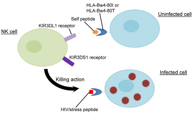 Author Summary There is marked intrinsic variation in the extent to which individuals are able to control HIV-1.