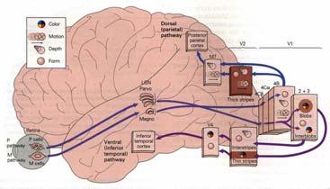 vision Dorsal pathway Temporal lobe Object vision Ventral pathway Ventral Pathway color processing: LNG parvo