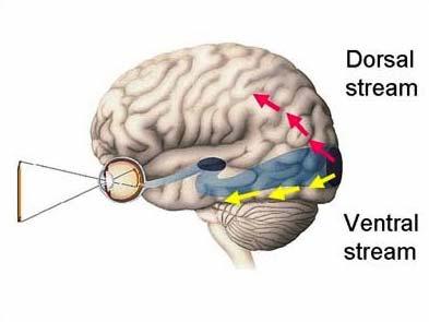 Two Visual Systems Visual Attention Center Vision for Action At the highest level in the dorsal pathway, visual neurons in the monkey parietal cortex are selectively activated by