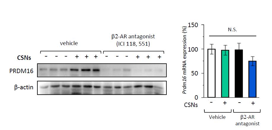 Supplementary Figure S9. β2-ar antagonist blocked the capsinoids-induced PRDM16 protein accumulation without affecting its mrna expression. Mice were fed a high-fat diet supplemented with 0.