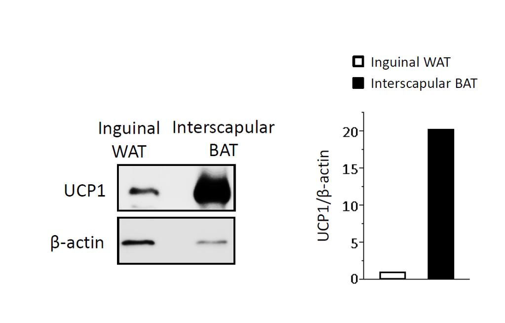 Supplementary Figure S6. UCP1 protein expression in inguinal WAT and interscaplar BAT.