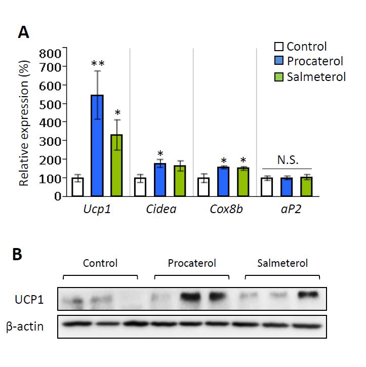 Supplementary Figure S8. β2-ar agonists recruited beige adipocyte biogenesis.