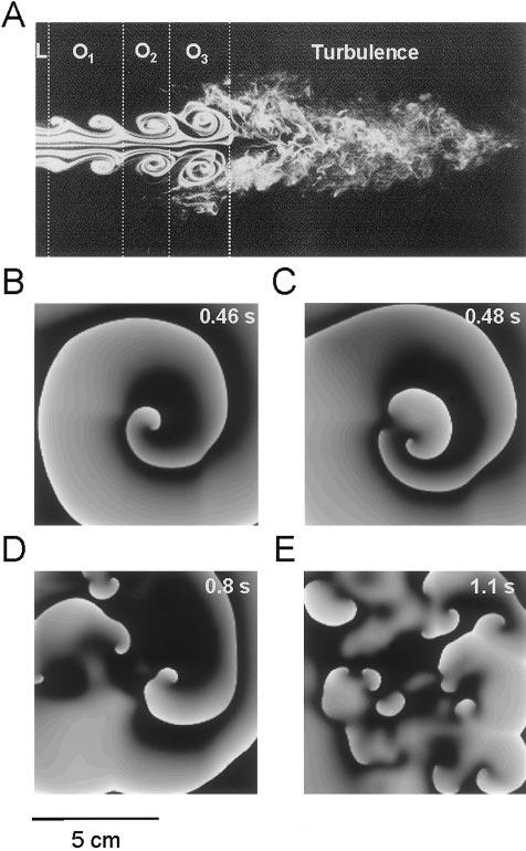 Weiss et al June 1, 1999 2823 Figure 5. A, Development of turbulence in smoke stream, illustrating a quasiperiodic transition to chaos.