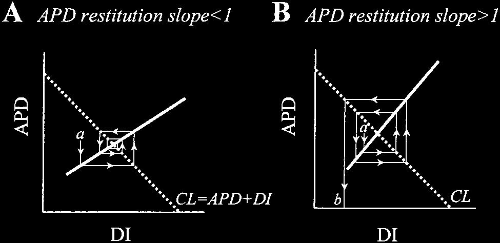 B, APD restitution curve before (solid line) and after (dashed line) Ca current is reduced by 50%. C, CV restitution curves under identical conditions.