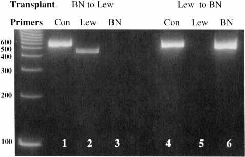 Determination of neointimal cell origin using rat strain-specific PCR.