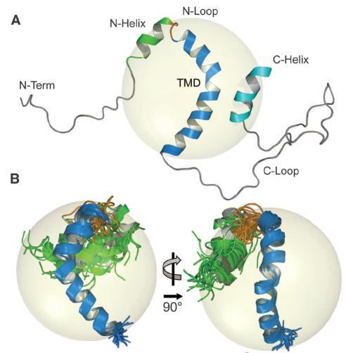 The structure of C99 in LMPG micelles by NMR Two α-helix (N-
