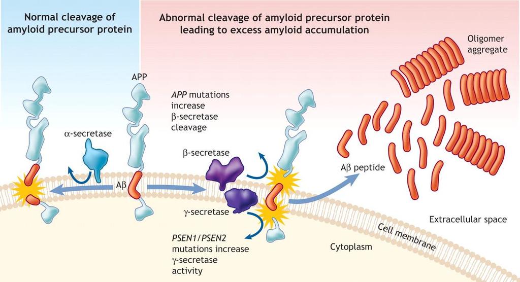 Amyloid-β Amyloid beta (Aβ) is a peptide of 36 43 amino acids that is processed from the Amyloid precursor protein (APP).