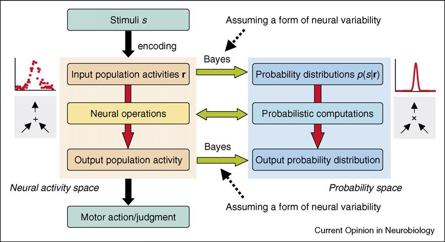 Neural implementation? How do populations of neurons represent uncertainty? Does neural activity represent probabilities? (log probabilities?