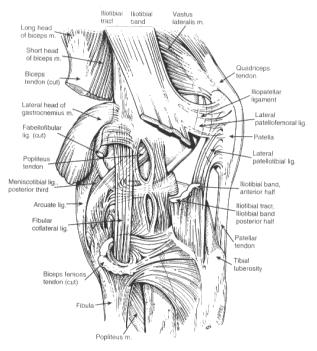 Anatomy Muscles: Popliteus Lateral Head of Gastrocnemius Short head of Biceps Femoris Ligaments: Fibular