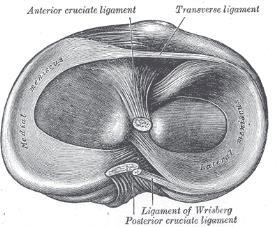 Anatomy Anatomy Lateral Circular More mobile than medial Connected to: medial meniscus anteriorly by transverse lig patella by patellomeniscal lig