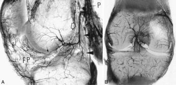 Innervation: Posterior articular branches of the tibial nerve Vascularization