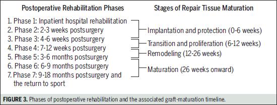 restoration Sport specific/on field rehab 6-18 months (depending procedure, graft size,