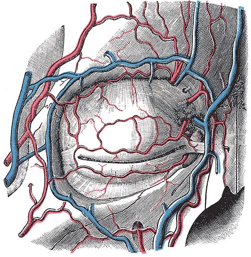 Open Access Atlas of Otolaryngology, Head & Neck Operative Surgery avoid blood obscuring the surgical field.
