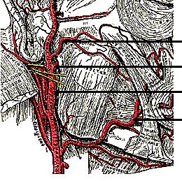 Transverse facial artery Internal maxillary artery External carotid artery Facial artery Figure 13: Facial artery and origin of internal maxillary artery, both branches