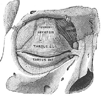 During dissection of the orbit, the following structures are encountered: medial palpebral ligament, orbital septum, lacrimal sac, periosteum, anterior and posterior ethmoidal arteries and inferior