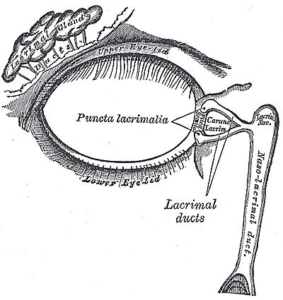 Johan Fagan (Figures 1, 18). It is related anteriorly, laterally, and posteriorly to the medial palpebral ligament.