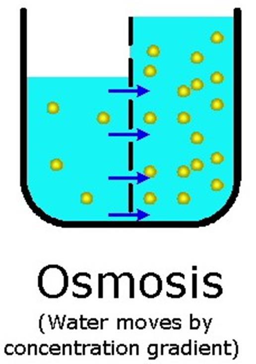 Diffusion describes the solute movement (what is added) across a concentration gradient Osmosis describes the solvent