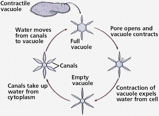 The contractile vacuole in single celled