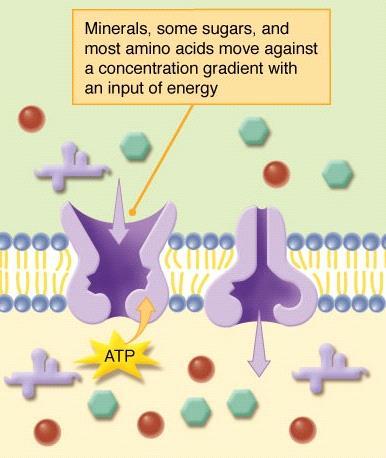 Active Transport The process of moving materials backwards up their concentration gradient FROM LOW CONCENTRATION TO HIGH CONCENTRATION ATP is used to activate the transport protein and