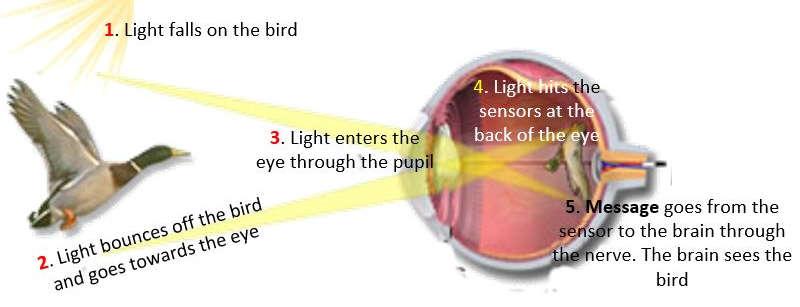 Sight Vidhya Peetham i-schl The eyes help us see. The fllwing are the parts f the eye.