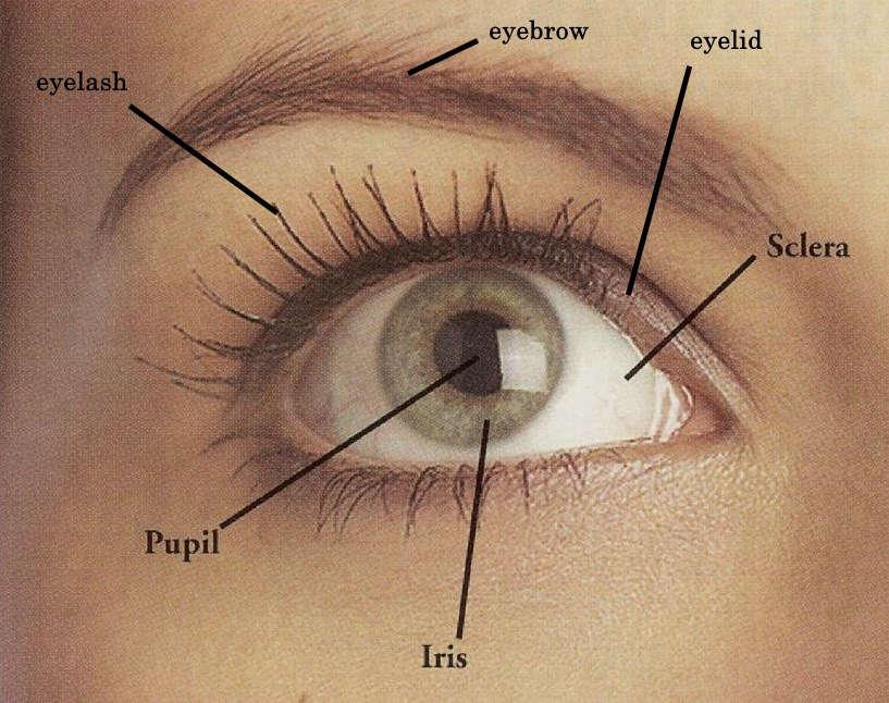 clred part f the eye; it cntrls the pening f the pupil Eyelid prtects the eye Eyelash prtects the eye frm