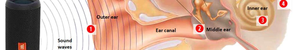 These vibratins make the small bnes in the middle ear vibrate.