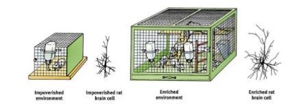 1947 - Hebb: Concept of environmental enrichment rats raised as pets performed better on