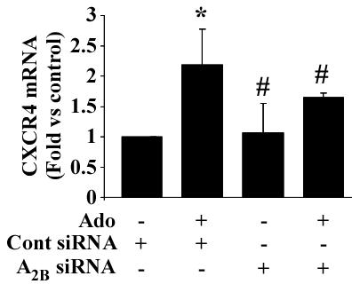 Receptor involved in the effect of adenosine on CXCR4 Antagonist of A 2B receptor (MRS1754) Decrease of CXCR4 sirna